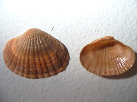 Monodacna colorata